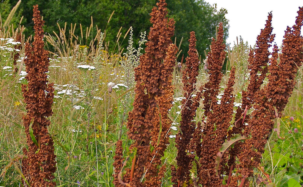 Лошадиная трава. Щавель конский (Rumex confertus). Семена конского щавеля. Конский щавель (дикий щавель). Конский щавель соцветия.