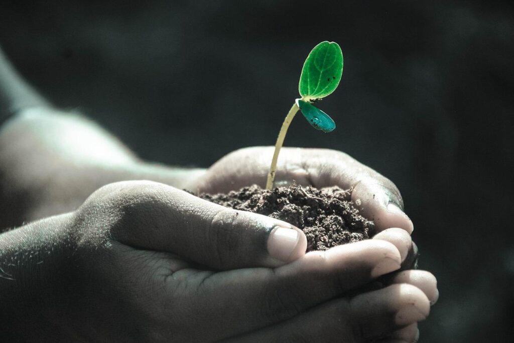 Kuidas ravib seeme või seemnest kasvanud taim just seda, kes ta kasvama pani